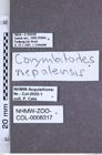 Etikette zu Corymbitodes nepalensis (NHMW-ZOO-COL-0008317)